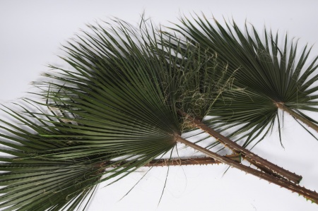 Bouquet de 5 Washingtonia préservé naturel vert L60-80cm H122cm