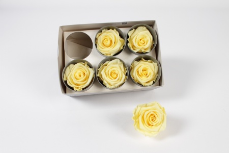 Boîte de 6 roses stabilisées jaune pastel