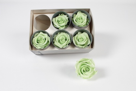 Boîte de 6 roses stabilisées vert clair