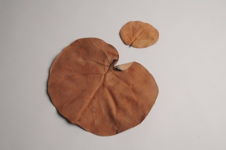 Feuilles de manzanita préservées marron