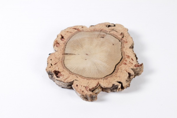 Tranche de lige naturel D20cm